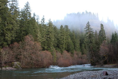 Scenic view of waterfall in forest