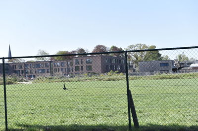 Plants growing on field by fence against clear sky