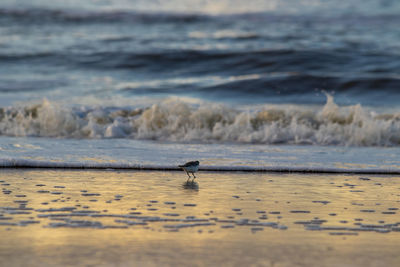 View of bird on beach