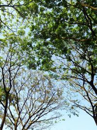 Low angle view of tree against blue sky