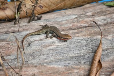 High angle view of lizard on wood