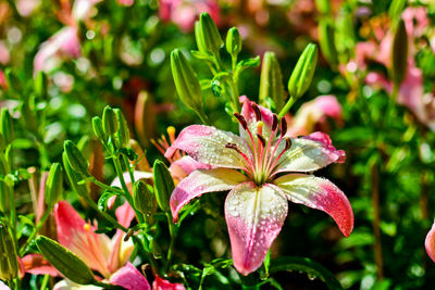 Close-up of pink flowers