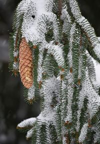 Close-up of christmas tree in snow