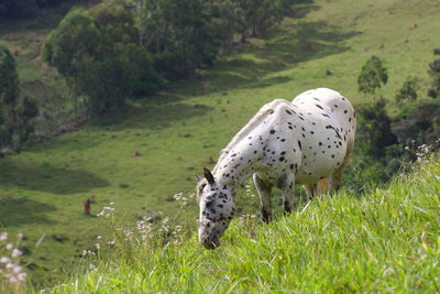 View of a horse on field