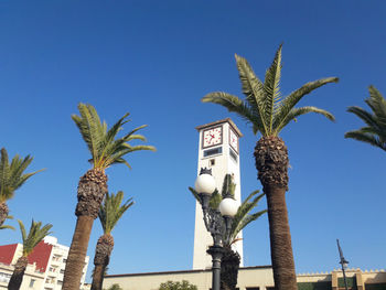 Low angle view of palm tree against clear blue sky