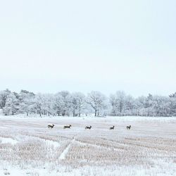 Flock of sheep on field against clear sky during winter