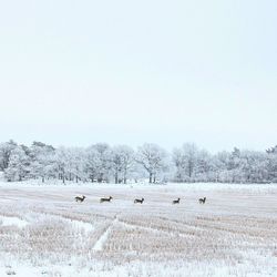 Deer on field against clear sky during winter