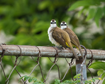 Pair of yellow vented bulbuls