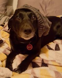 Portrait of black dog on bed at home