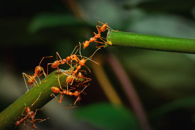 Close-up of insect on plant