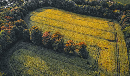 High angle view of plants growing on field