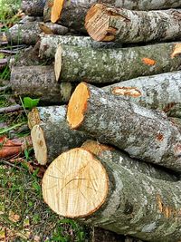 Close-up of wooden logs on field