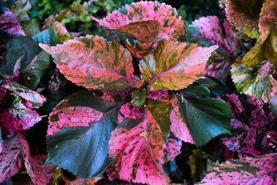 Close-up of pink leaves on plant during autumn