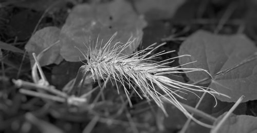 Close-up of plant against blurred background