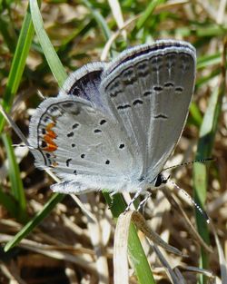 Close-up of butterfly on leaf