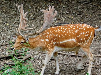 Deer standing on field