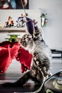 Close-up of cat sitting on table at home