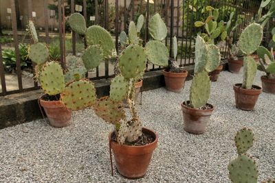 Close-up of cactus growing on potted plant