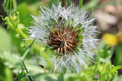 Close-up of dandelion on plant