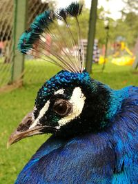 Close-up of peacock