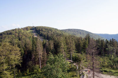 Scenic view of pine trees against sky