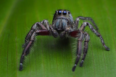 Close-up of spider on plant