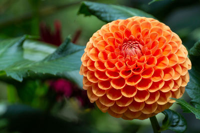 Close-up of orange dahlia