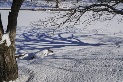 Snow on bare tree during winter