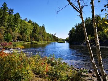 Scenic view of river amidst trees against sky