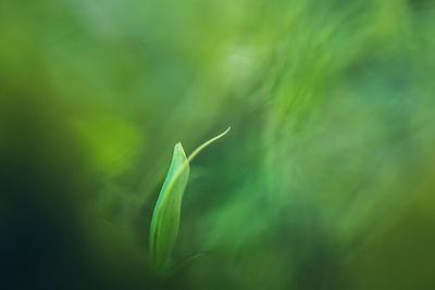 Close-up of plant against blurred background