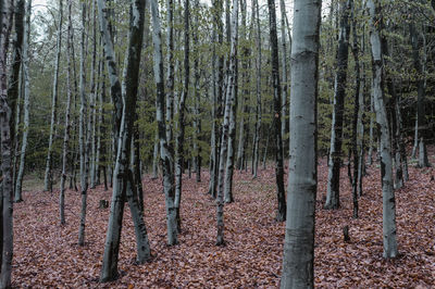 Trees in forest during autumn