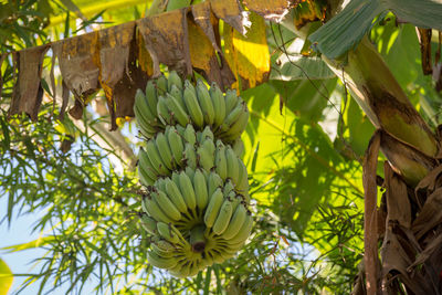 Low angle view of fruits hanging on tree