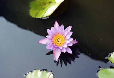 Lotus water lily in pond