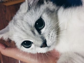 Close-up portrait of cute kitten