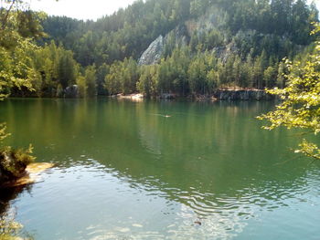 Scenic view of lake in forest