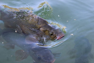 High angle view of fish swimming in lake