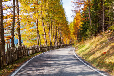 Country road amidst trees during autumn