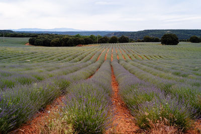 Lavender fields. summer sunset landscape in brihuega, guadalajara