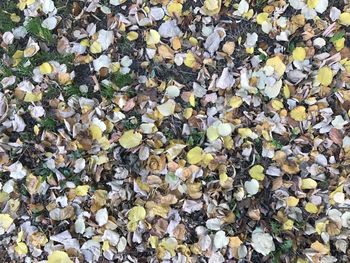 Full frame shot of autumn leaves