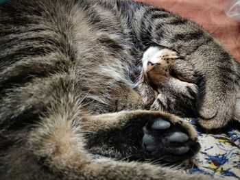 Close-up of cat sleeping