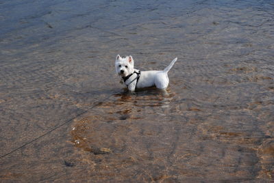 High angle view of dog running in water