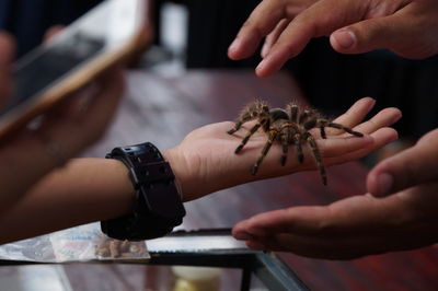 Midsection of people holding tarantula