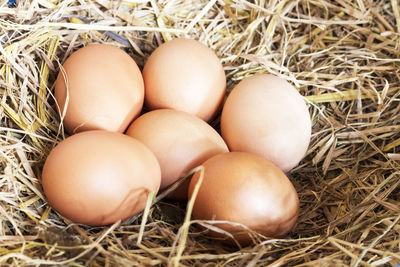 Close-up of eggs in nest