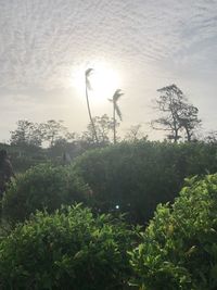 Plants and trees against sky