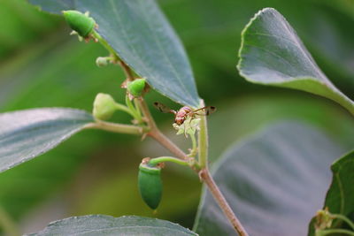 Close-up of insect on leaf