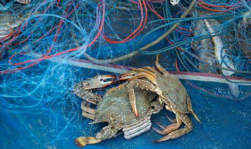 High angle view of lobsters in fishing net