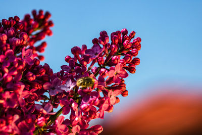 Close-up of bee on pink flowering plant