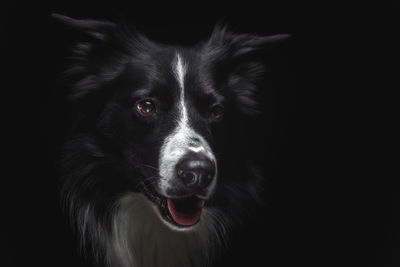 Close-up portrait of black dog