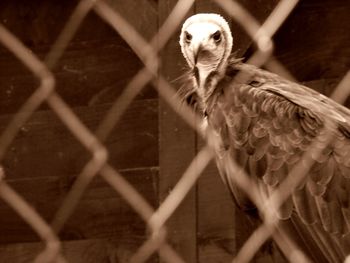 Close-up of owl in cage at zoo