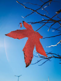 Low angle view of maple tree against sky